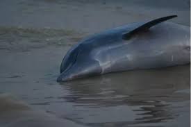 More than hundred dolphins died in tributary of Amazon river last week