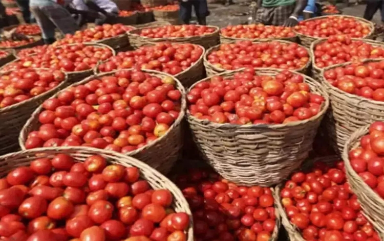 Govt directs procurement of tomatoes from Andhra Pradesh, Karnataka and Maharashtra to check rising retail prices