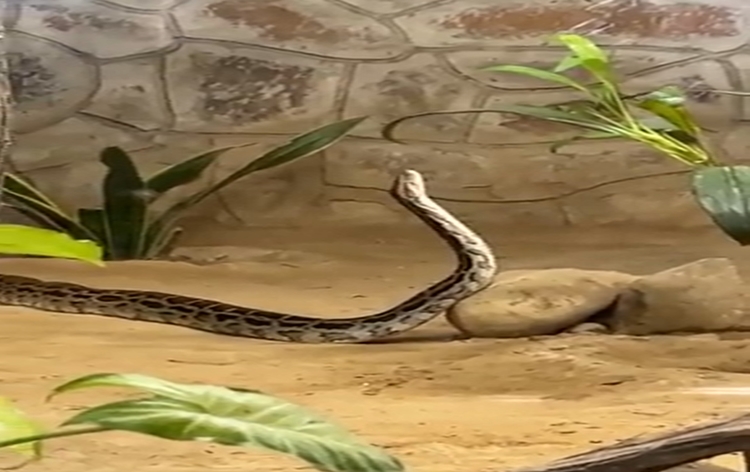 National Zoological Park in New Delhi celebrates World Snake Day