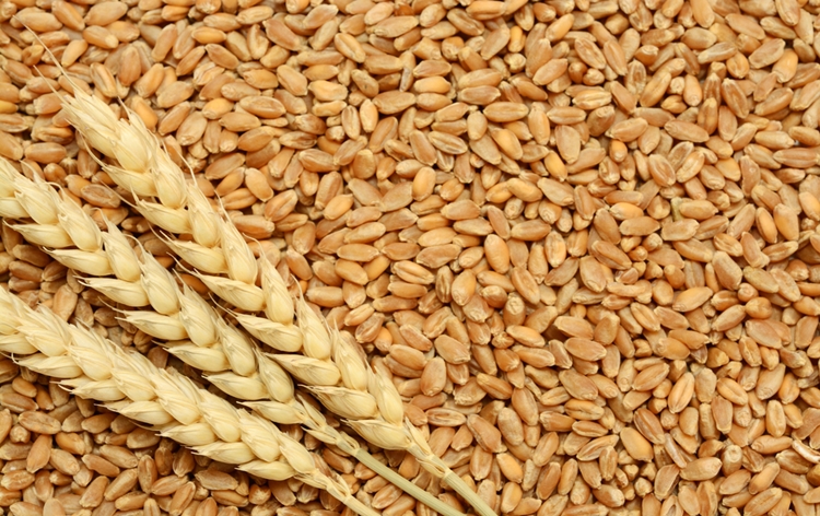 Wheat prices rise sharply in global markets