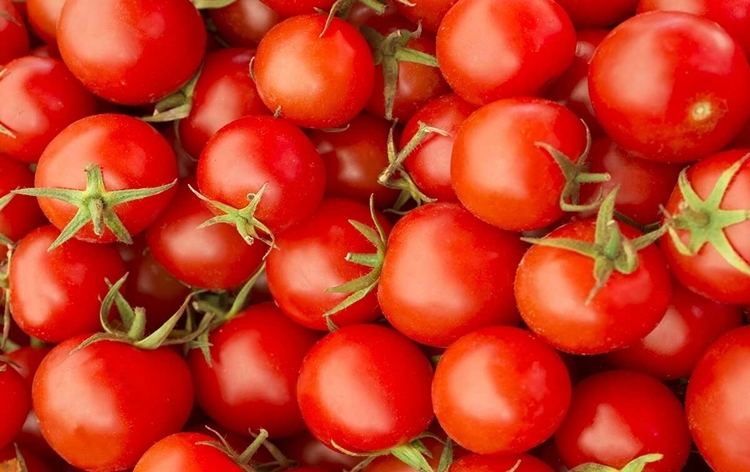 Price of tomato expected to come down with increase in arrival of new crop from Maharashtra and Madhya Pradesh: Govt