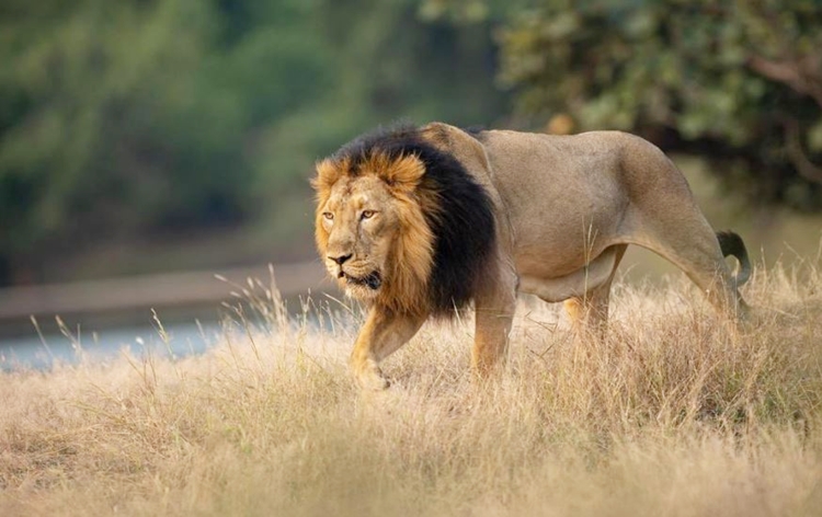 World Lion Day being celebrated today