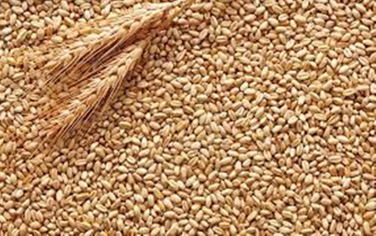 Centre to E-auction 50 Lakh MT of wheat and 25 LMT of rice to tame inflation and enhance food availability