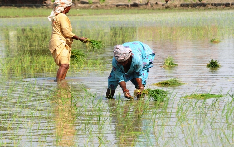 Rice sowing area stood at over 384 lakh hectares