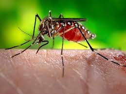 Nepal: Surge in dengue cases, over 5,000 people infected this year