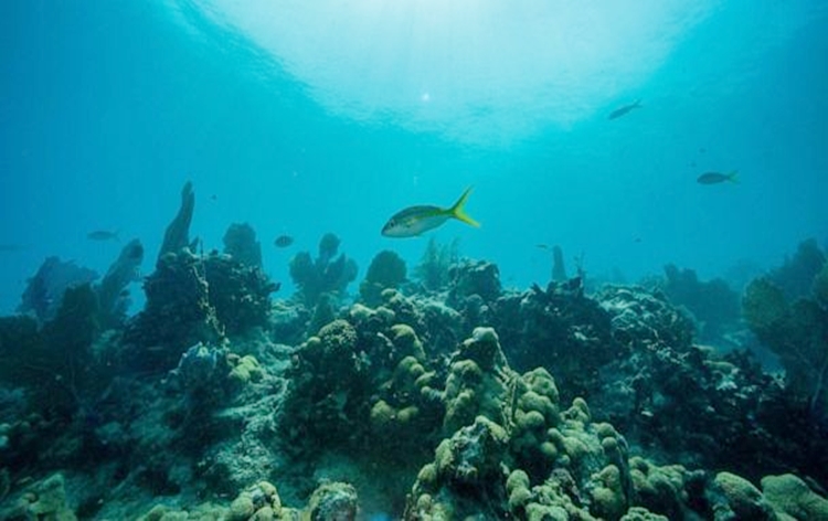 World's oceans hit hottest ever recorded temperature of 20.96C after soaking up the warmth from climate change