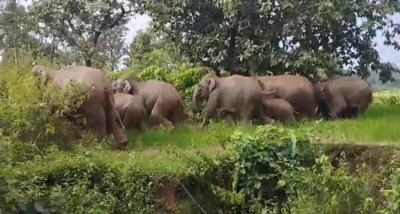 खूंटी जिले के तपकरा क्षेत्र में जंगली हाथियों के झुंड को विचरण करते हुए देखा गया