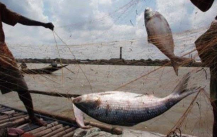 Hilsa fishing banned during breeding season in Bangladesh
