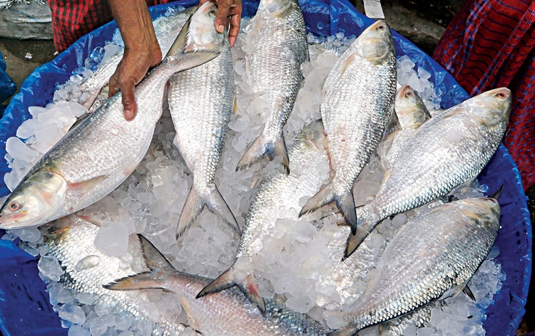 Bangladesh government permits traders to sell 4,000 metric tonnes of Hilsa fish to India