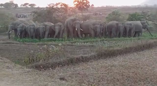 रांची: जंगली हाथियों के झुंड ने खेत में लगी फसल को किया बर्बाद